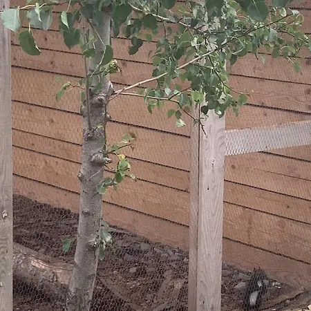 Appart hôtel Luxury Orchid With A Garden In A Private Complex Cascadas Bulgaria 3*